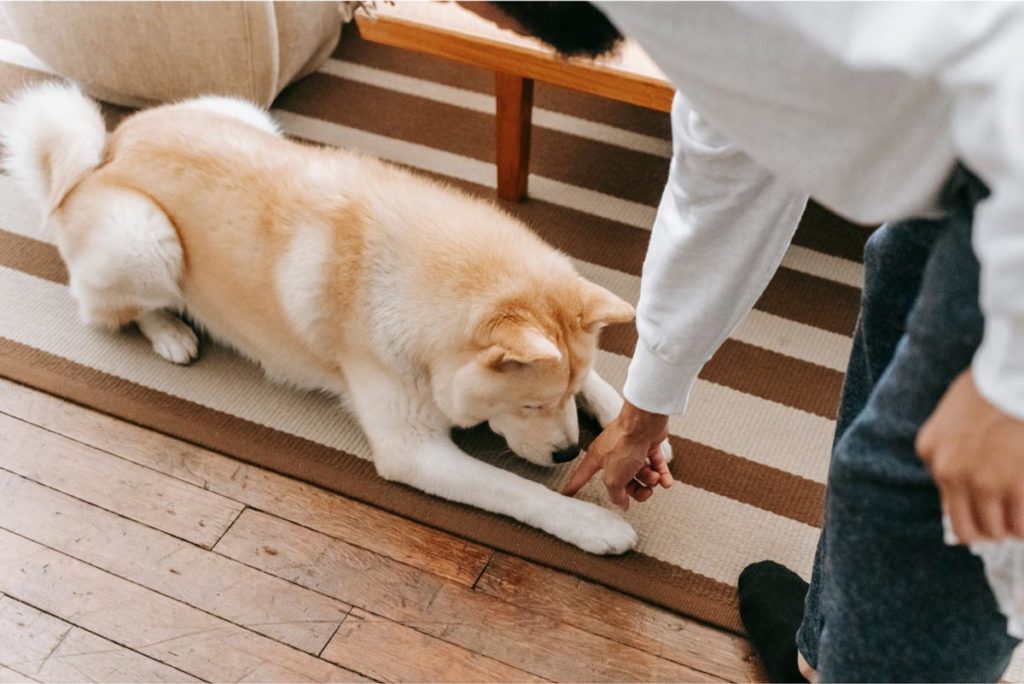 chien qui joue avec son maitre - supercroquettes